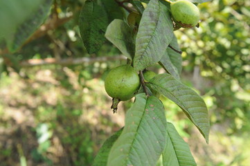 green unripe pomegranate on tree in Thailand