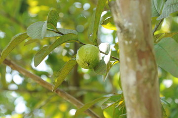 Ripe green lime hanging on tree in Thailand