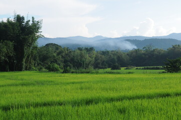 Green rice field in valley in Thailand