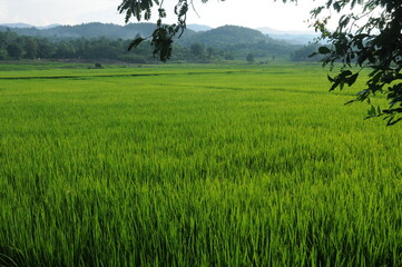 Green rice field in valley in Thailand