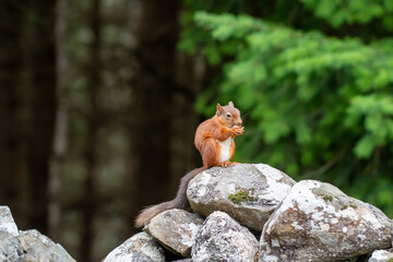 Red squirrel (Sciurus vulgaris) on a stone wall in a forest at Aigas, Scotland