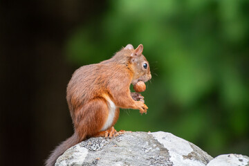Red squirrel (Sciurus vulgaris) on a stone wall in a forest at Aigas, Scotland