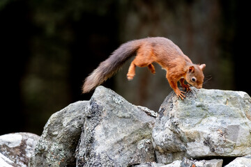 Red squirrel (Sciurus vulgaris) on a stone wall in a forest at Aigas, Scotland