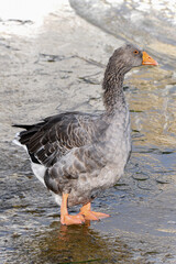 A goose in the port of l'Ampolla, coming down a quay.