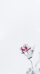 rose in the snow, lonely flower on a white background