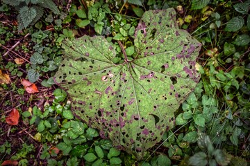 Gr0ßes, grünes Blatt im Herbst
