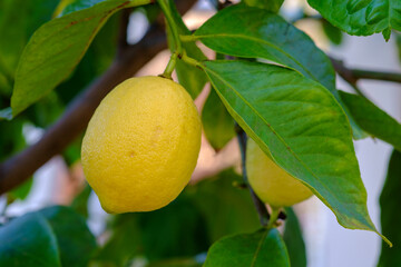 Refreshing Citrus limon 'Four Seasons' frowing on a tree. Selective focus.