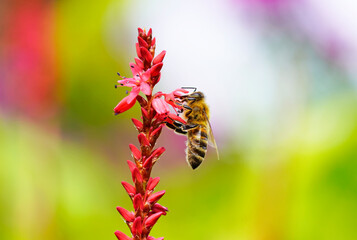 A bee collects nectar on a red flower. Insect close up. Apis mellifera. - Powered by Adobe