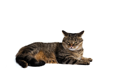 Studio shot of beautiful cute pet, purebred cat posing isolated on white background. Animal life concept