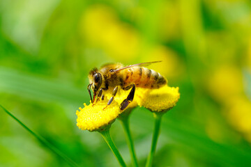 A bee collects nectar on a yellow flower. Insect close up. Apis mellifera.