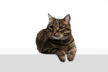 Obraz premium Close-up image of fluffy cute purebred cat sitting on floor isolated on white studio background. Animal life concept