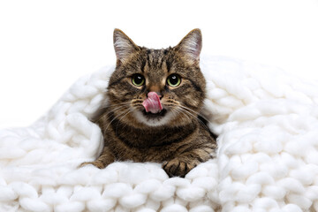 Studio shot of beautiful cute pet, purebred cat sitting in warm knitted plaid isolated on white background. Animal life concept