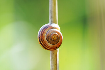 Garden cepaea, Cepaea hortensis. Close up of snail shell in natural habitat. Banded snail.