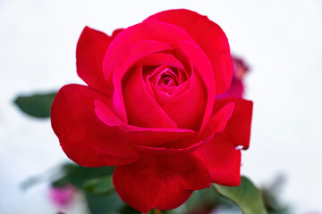 Red rose.. The Rosa genus is made up of a well-known group of generally thorny and flowery shrubs, the main representatives of the Rosaceae family.The flower and the plant is called rose.