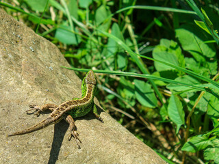 Mountain lizard on the stone