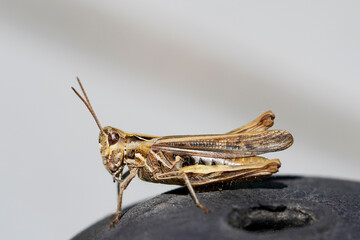 Brown grasshopper. Insect in a detailed close-up from the side. Chorthippus brunneus.