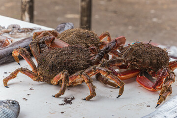 Krabbe am Fischmarkt