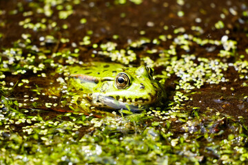 Green frog in a pond looks out of the water. Camouflage animals. Amphibian.