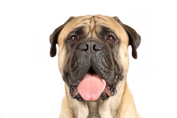 Obraz premium Portrait of bullmastiff isolated on white background