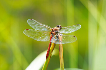 Common darter in a natural environment. Insect in a detailed close-up. Sympetrum vicinum. Dragonfly.