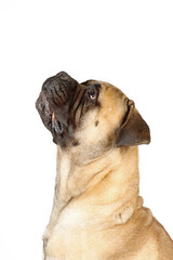 Portrait of bullmastiff isolated on white background