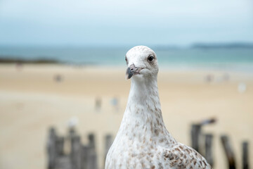 Seagull on the background of beautiful walled port city of Saint-Malo, Brittany, France