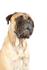 Obraz premium Portrait of bullmastiff isolated on white background