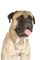 Fototapeta premium Portrait of bullmastiff isolated on white background
