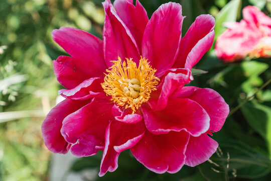 Close-up of garden peony cultivar (Paeonia lactiflora) 'Red Romance' with bright crimson outer petals with yellow center. Colorful flower floral background