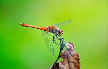 Common darter in a natural environment. Insect in a detailed close-up. Sympetrum vicinum. Dragonfly.
