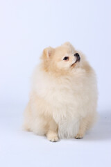 white pomeranian spitz isolated in studio 