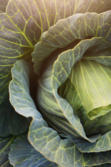 Obraz premium Head of cabbage. Cabbage leaves. White cabbage. Farming. Cabbage harvest. Close-up. Textured leaves. Photo for the background. View from above.Vertical photo.