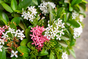 The Soka flower plant or red Ixora chinensis, commonly known as Chinese ixora flowers petal. Ixora coccinea in the garden. Selective focus. blurred background.