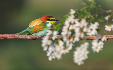 beautiful wild bird among white bloom