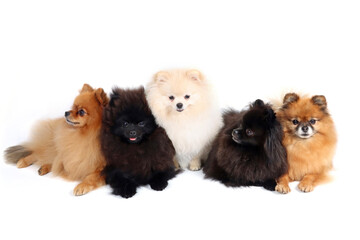 group of miniature spitz different color isolated on white 