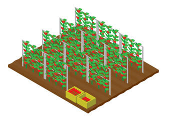 アイソメトリックな収穫中のトマト畑