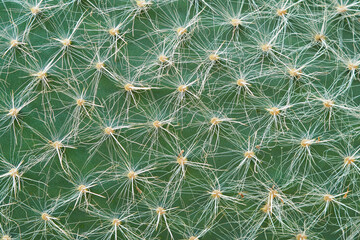 Opuntia in close-up. Green prickly surface of a cactus. Opuntia ritteri. Plant in detailed macro photo. Natural background.