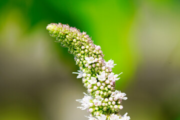 Fototapeta premium Peppermint blossom in close-up against a green background.