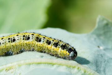 Cabbage caterpillar on a kohlrabi leaf. Insect close up. Pest in the vegetable patch.