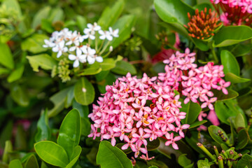 The Soka flower plant or red Ixora chinensis, commonly known as Chinese ixora flowers petal. Ixora coccinea in the garden. Selective focus. blurred background.