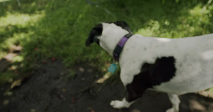 Cute black and white dog boops snoot