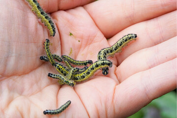 Cabbage white caterpillars on a hand close-up. Pest in the vegetable patch