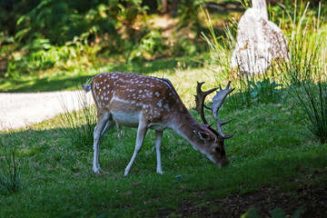 Daim de profil broutant dans la forêt