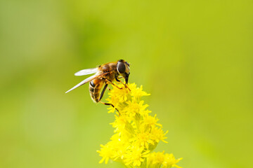Hover fly on a yellow flower collecting nectar. Insect close up against a green natural background.
