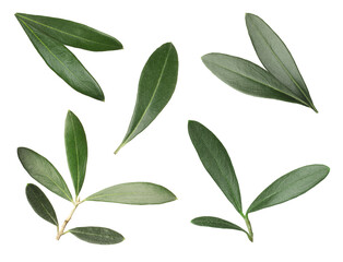 Set with fresh green olive leaves on white background
