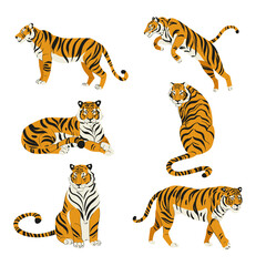 Fototapeta na wymiar Flat set of cute tigers in various poses isolated on white vector illustration