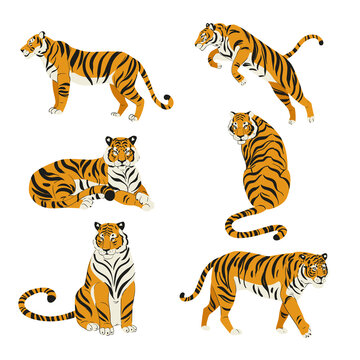 Flat set of cute tigers in various poses isolated on white vector illustration