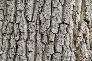Bark of a common oak close-up. Natural background.