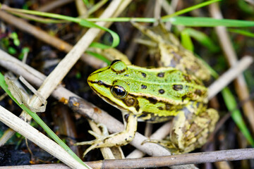 Green pond frog is sitting on the bank of a lake. Amphibian in close-up.
