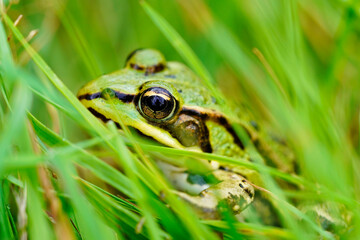 Green pond frog is sitting in the grass. Amphibian camouflages itself in nature.
